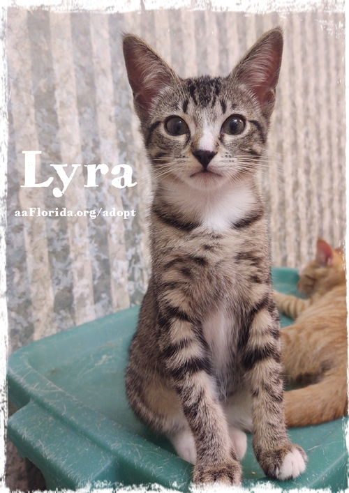 Lyra