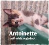 Antoinette-Annie