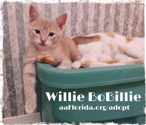 Willie BoBillie