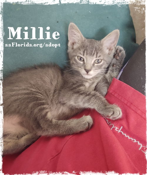 Millie