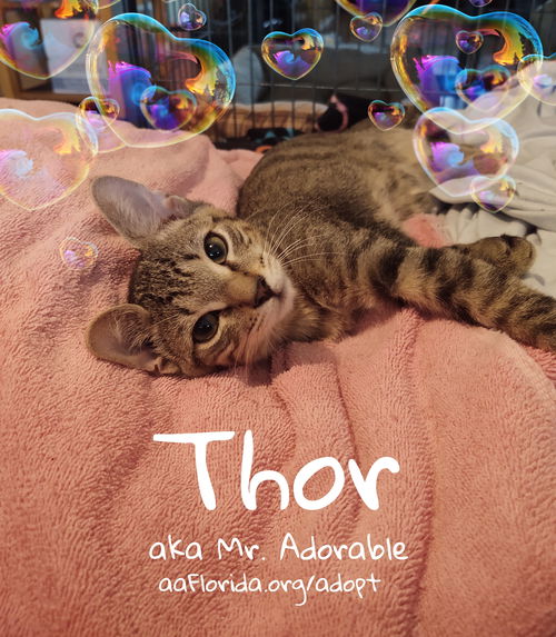 Thor