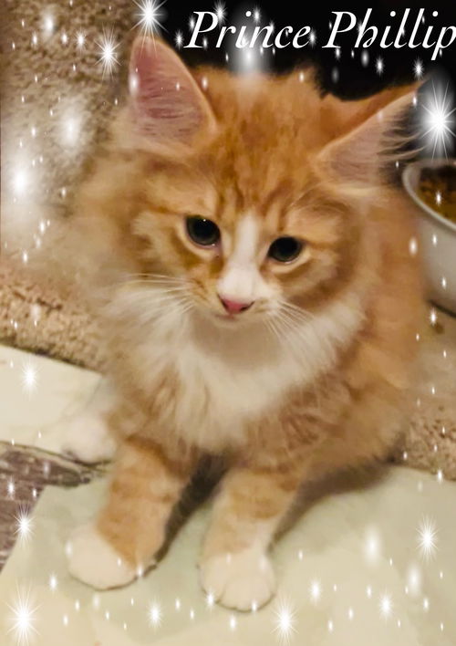 Prince Phillip