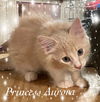 Princess Aurora