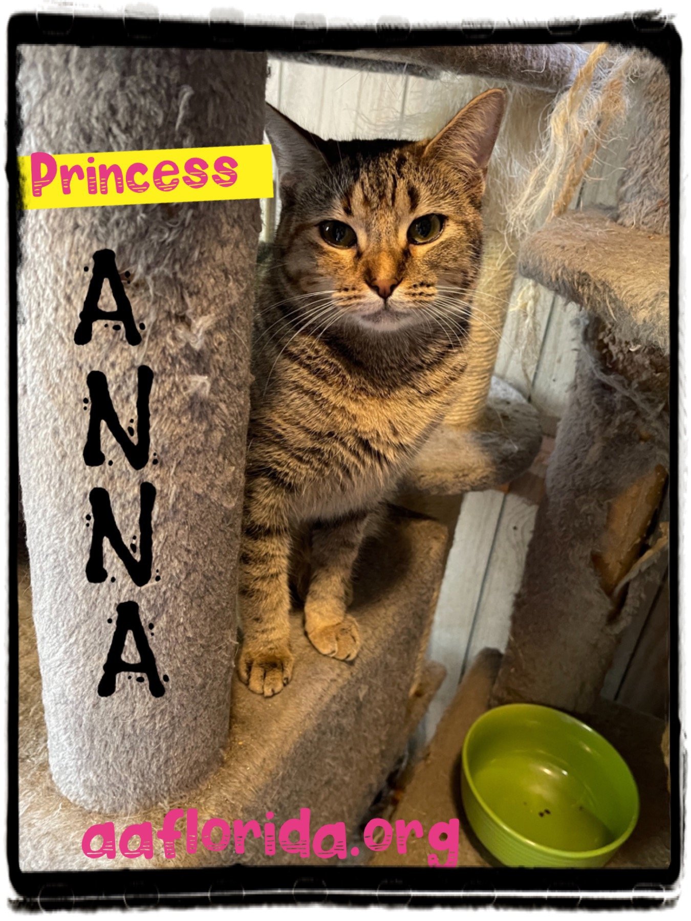 adoptable Cat in Pensacola, FL named Anna
