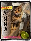 adoptable Cat in  named Anna