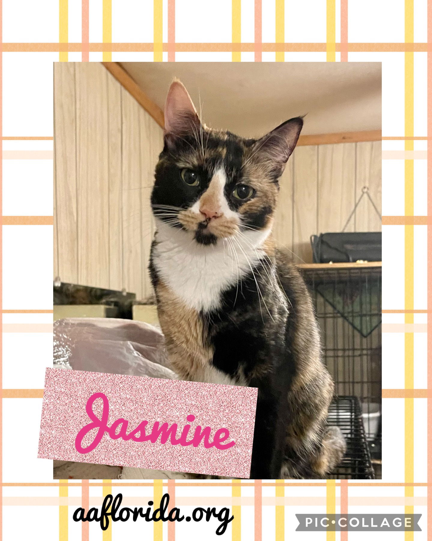 adoptable Cat in Pensacola, FL named Jasmine