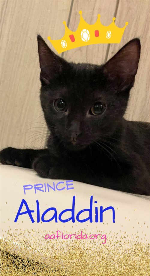 Prince Aladdin