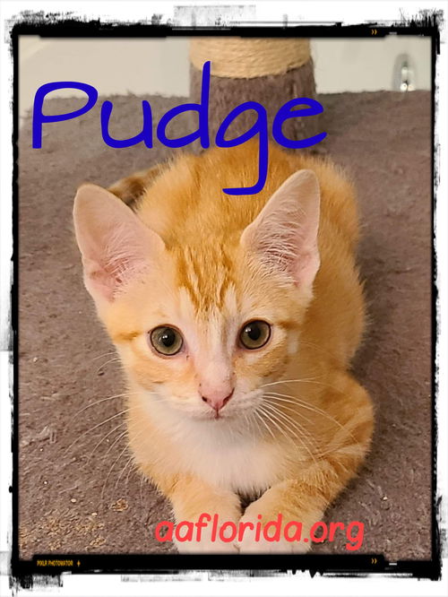 Pudge