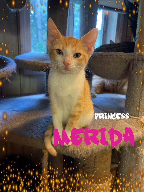 Princess Merida