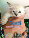 Bonzi