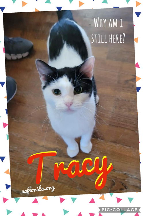 Tracy