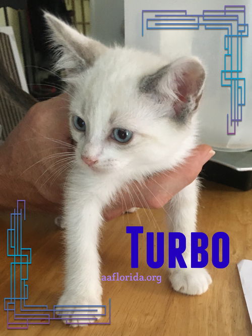 Turbo