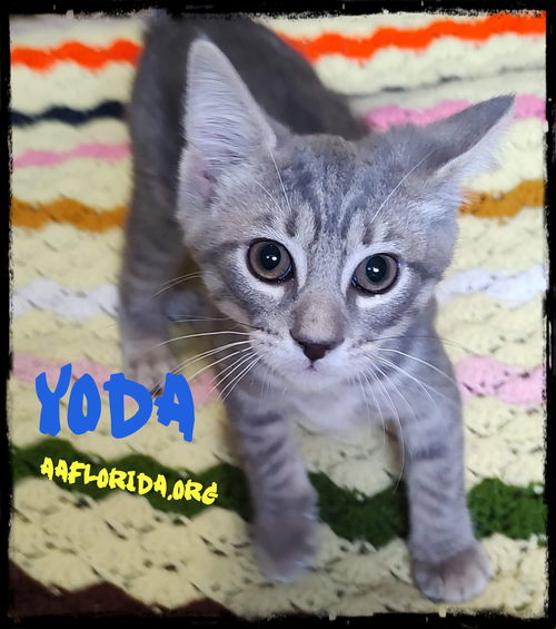 Yoda 5/2022