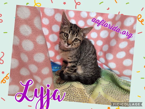 Lyja