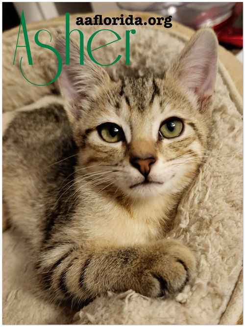 Asher