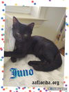 Juno