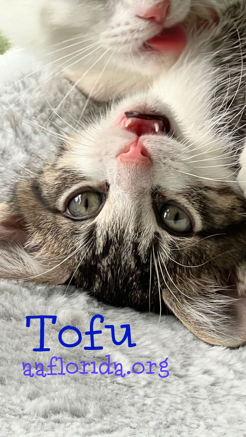 Tofu
