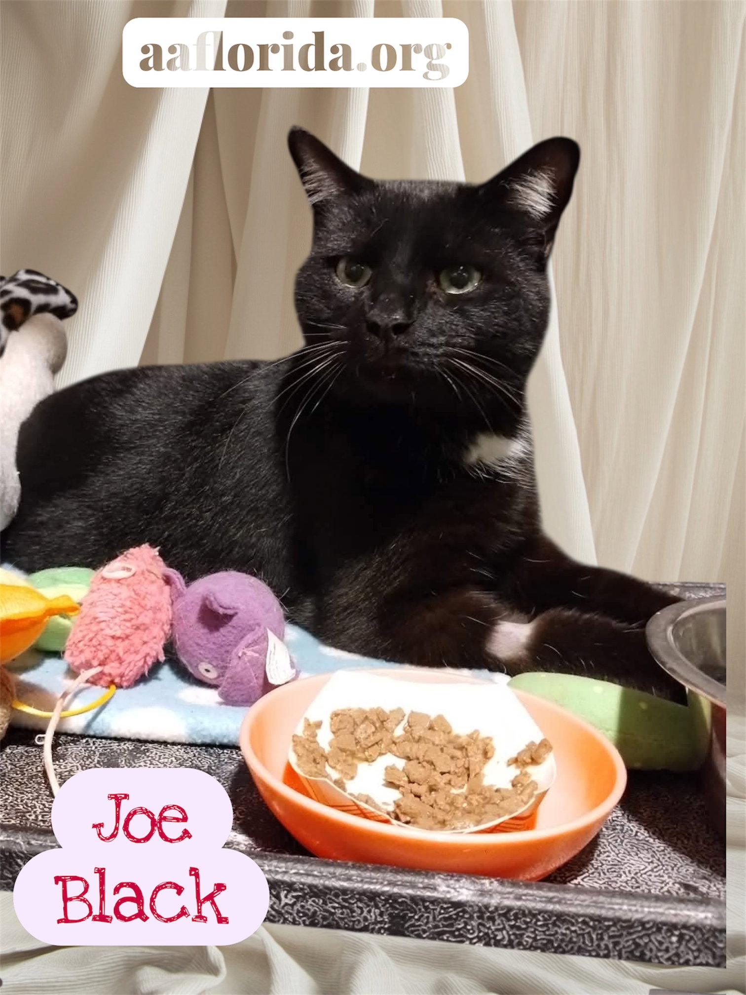 Meet Joe Black