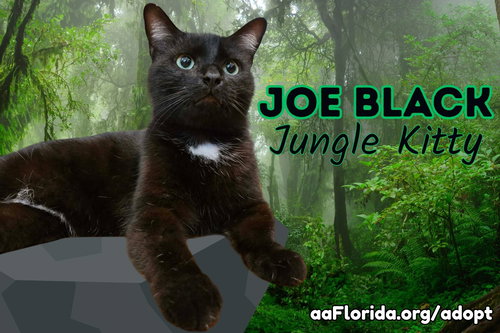 Meet Joe Black, an adoptable Domestic Short Hair in Pensacola, FL