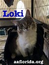 Foggy Loki