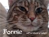 adoptable Cat in , FL named Bonnie