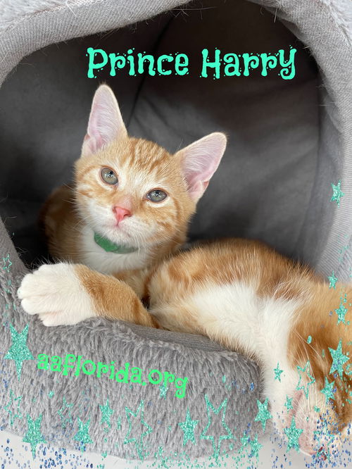 Prince Harry