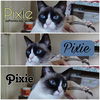 Pixie