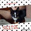 Skunk