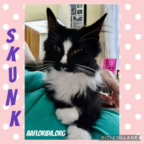 Skunk