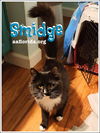 Smidge