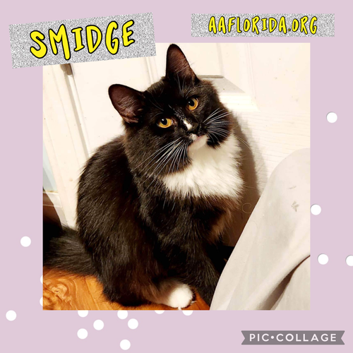 Smidge