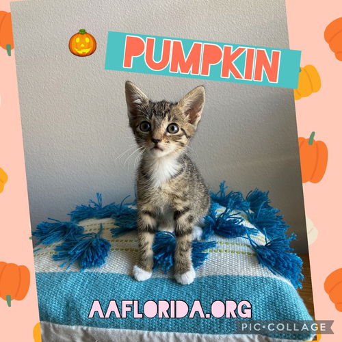 Pumpkin