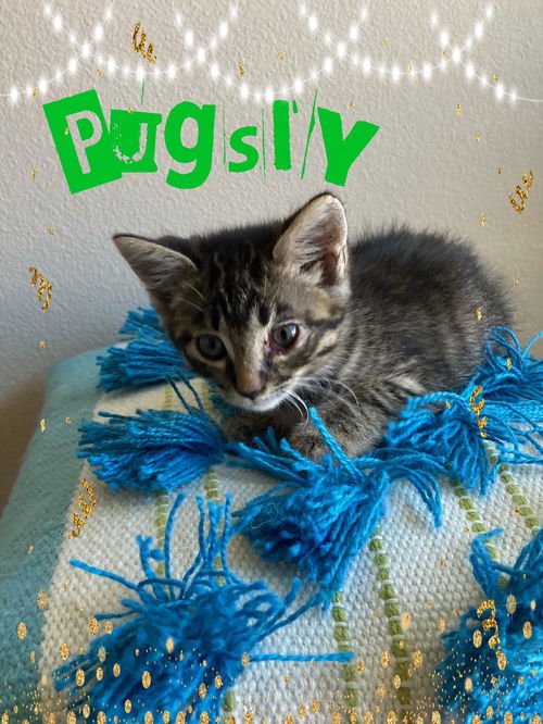 Pugsly