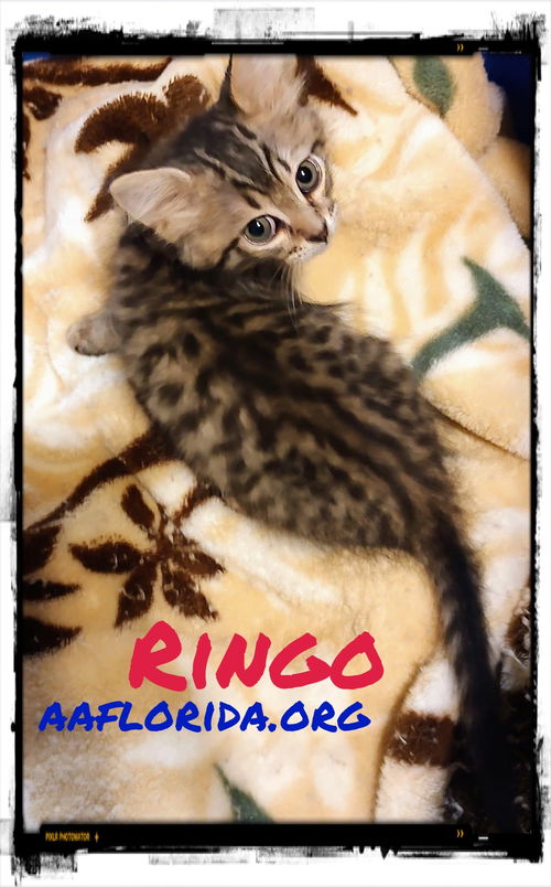 Ringo
