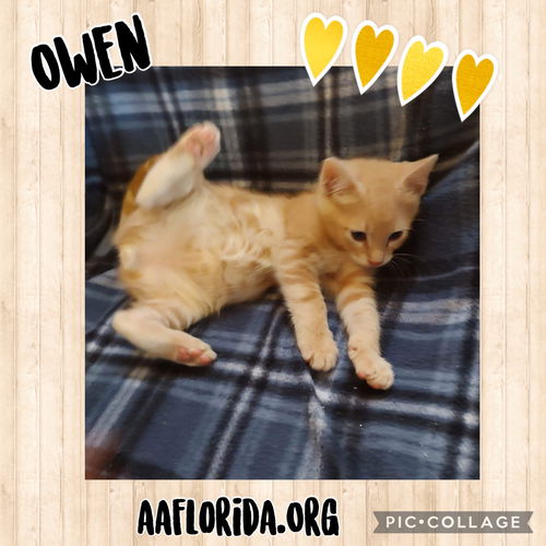 Owen