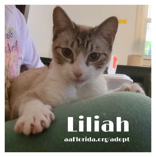 Liliah