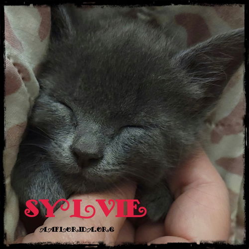 Sylvie