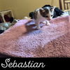 Sebastian