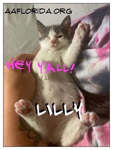 Lilly 2022