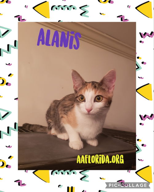 Alanis