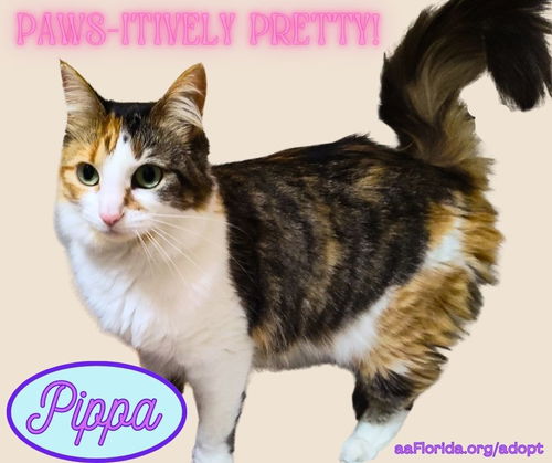 Pippa, the pretty calico