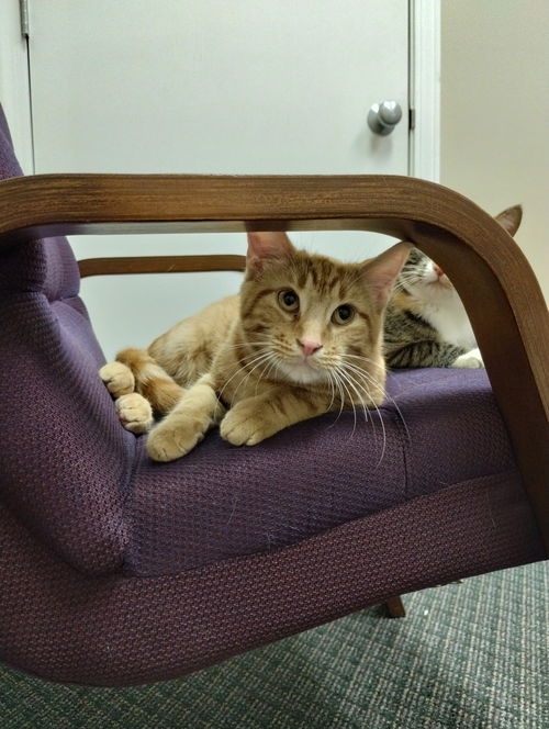 Simba