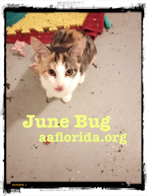 June Bug