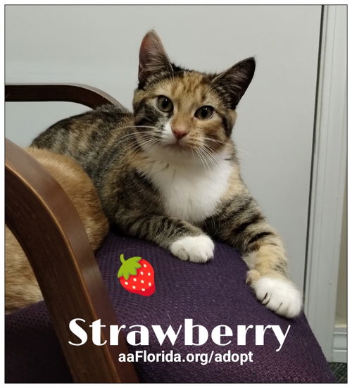 Strawberry