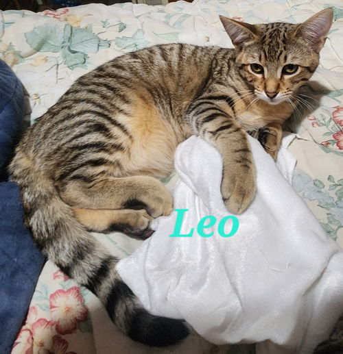 Leo