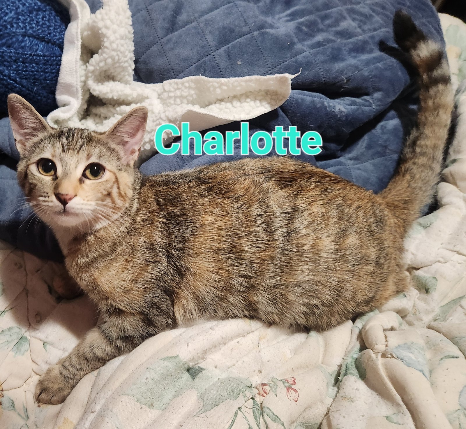 adoptable Cat in Pensacola, FL named Charlotte
