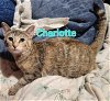 adoptable Cat in pensacola, fl, FL named Charlotte