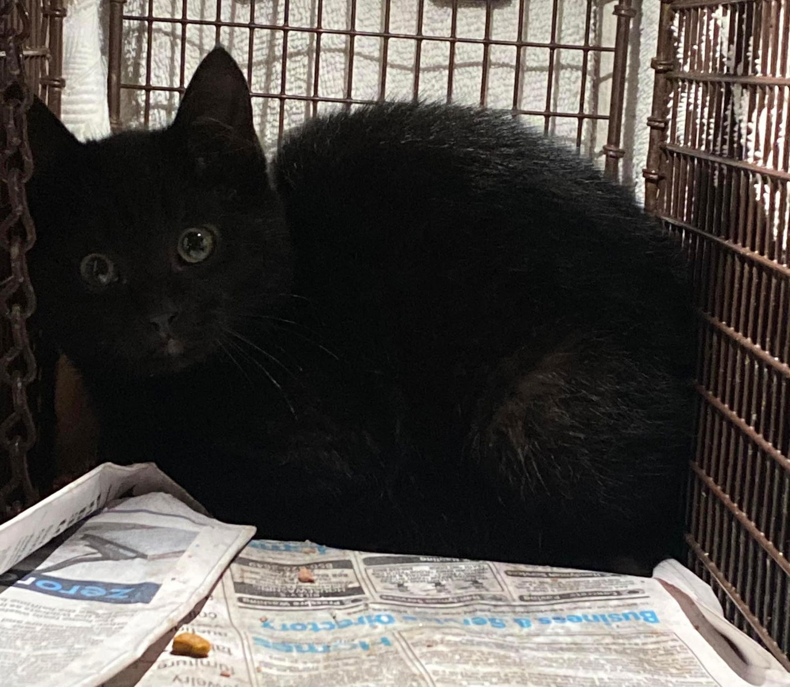 adoptable Cat in Pensacola, FL named Sapphire