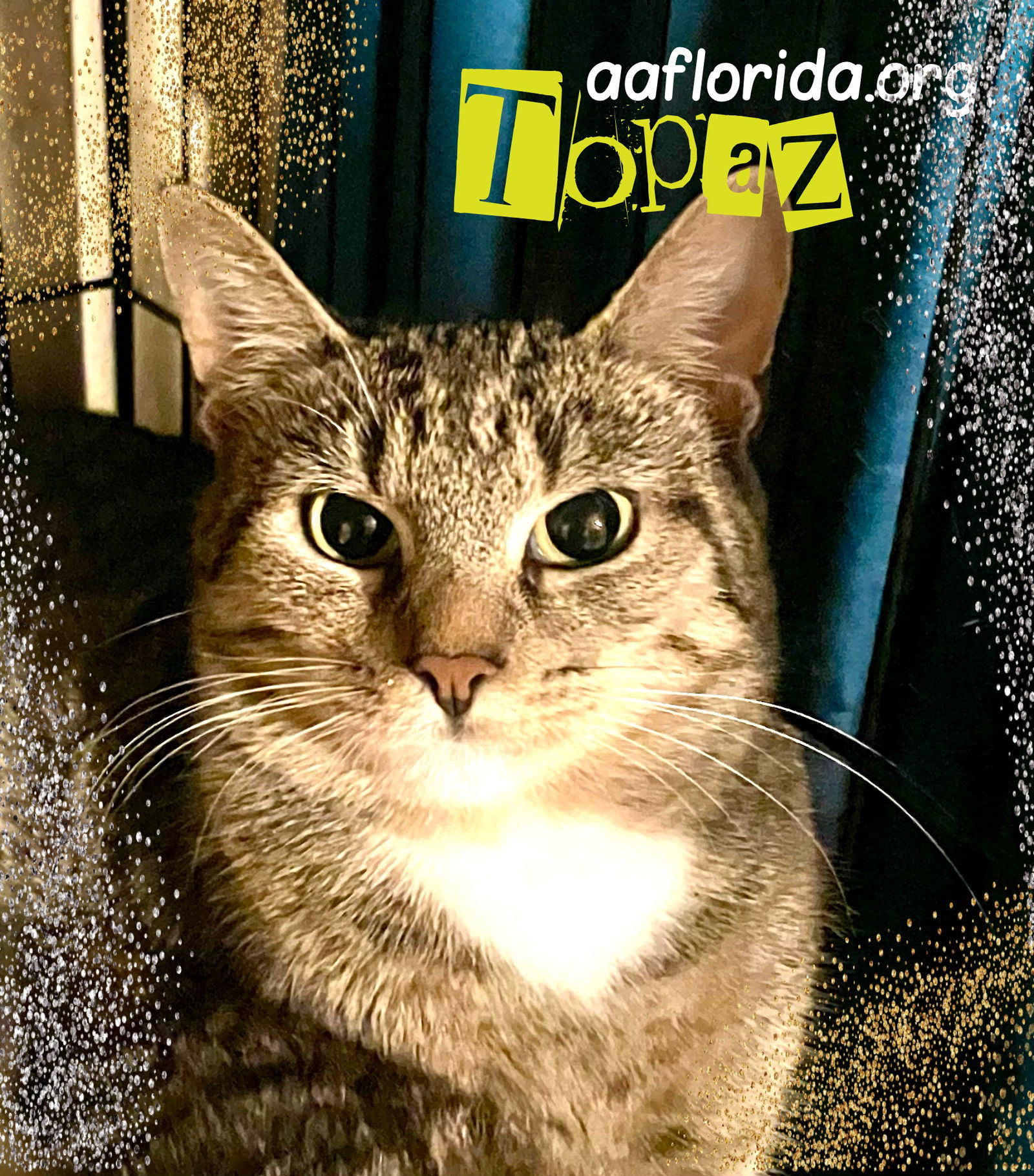 adoptable Cat in Pensacola, FL named Topaz