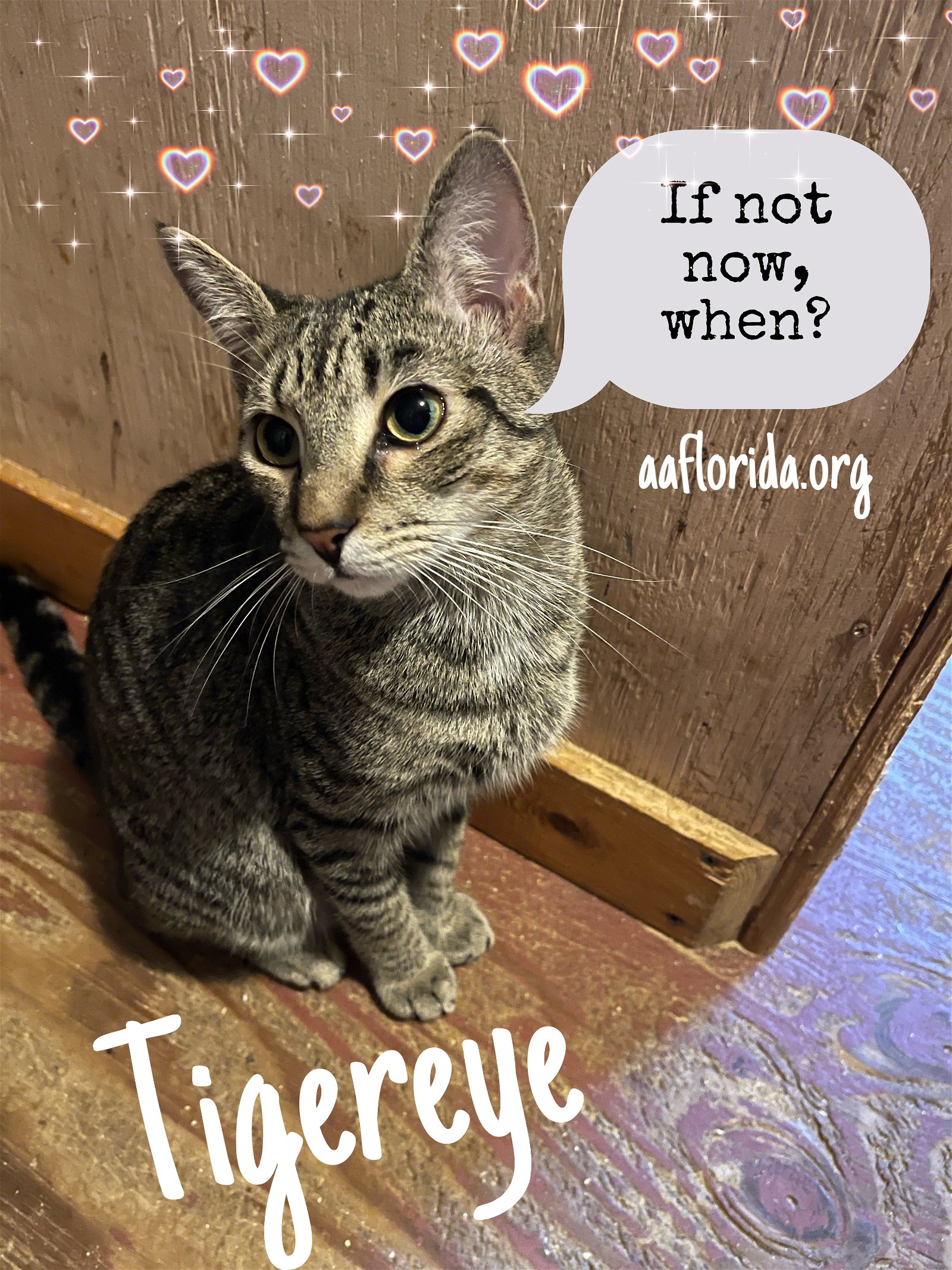 adoptable Cat in Pensacola, FL named Tigereye